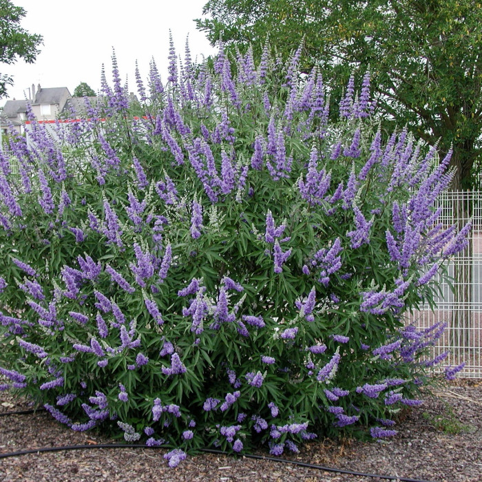 vitex agnus castus