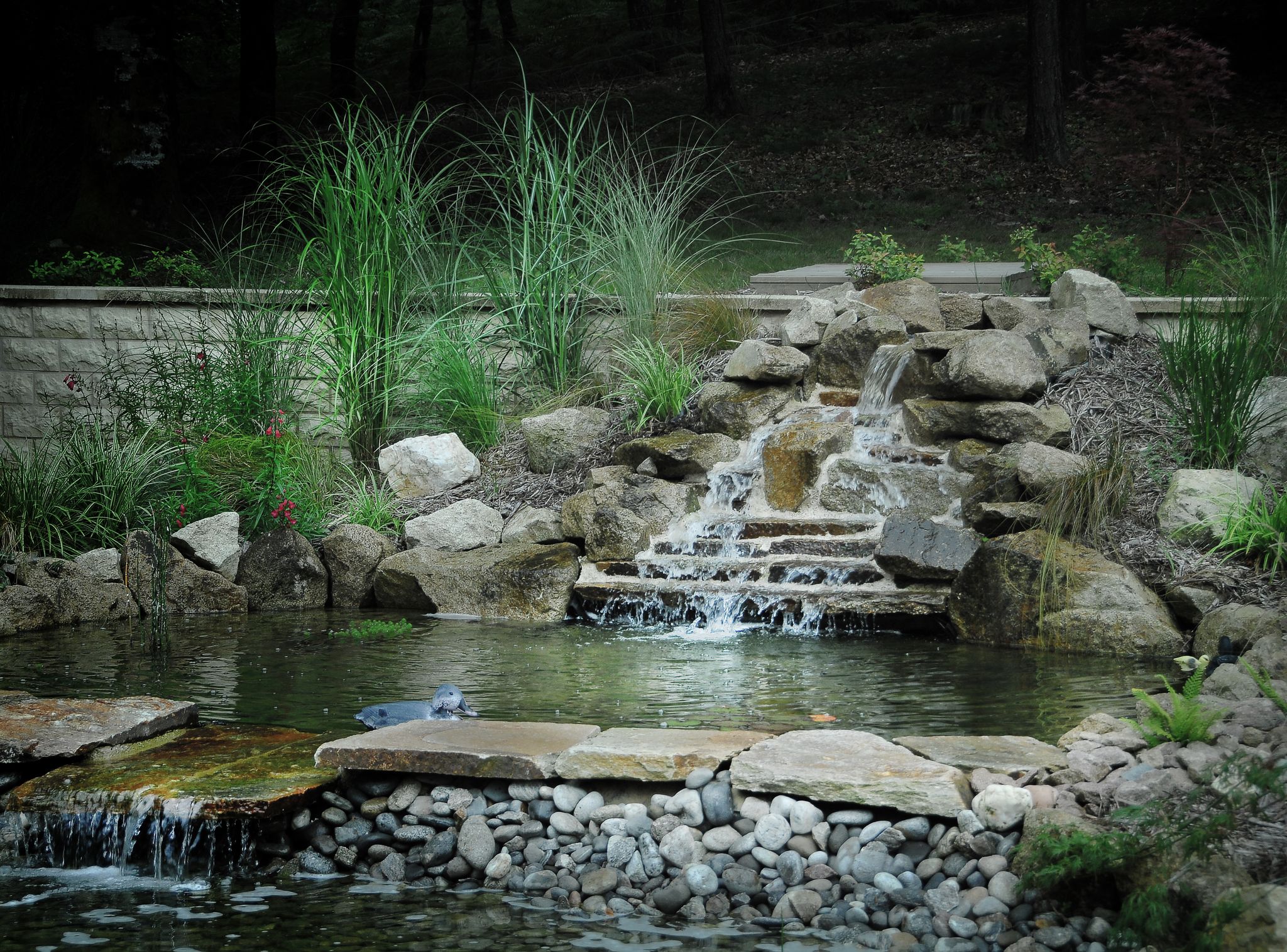 Bassin naturel - Bassin de jardin - bassin extérieur