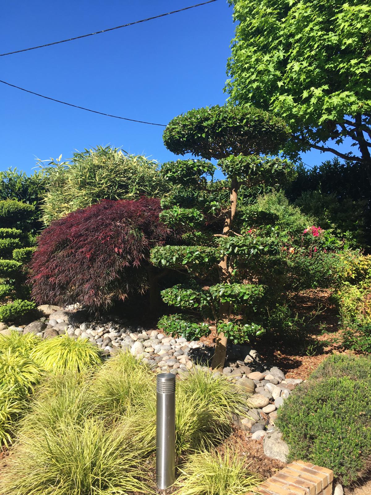 entretien de jardin Seve mon jardin Taille en nuage