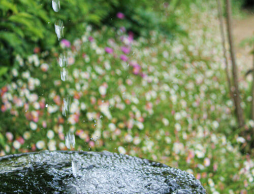 Expérience sensorielle au jardin: L’odorat, la vue et le toucher magnifiés par un paysagiste professionnel